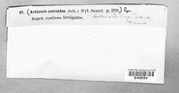 Arthonia radiata image